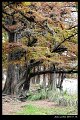 2018FallColor007s