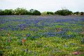 2019Flowers001s