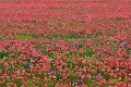 2019Flowers023s