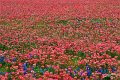 2019Flowers024s