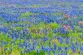 2019Flowers051s