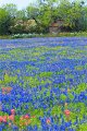 2019Flowers052s