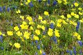 2019Flowers080s