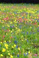 2019Flowers081s