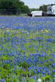 2019Flowers082s