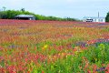 2019Flowers084s