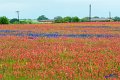 2019Flowers086s