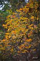2021Autumn035s