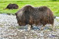 AlaskaTrip116
