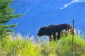 AlaskaTrip126