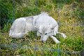 AlaskaTrip143