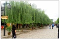 lijiang003s