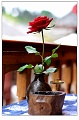 lijiang026s