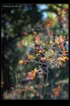 MadinaLake024s